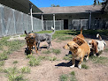 Pet boarding services Bass Pet Resort & Spa in Kissimmee in Florida