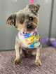 Pet boarding services Bayou Bark Formerly Critters Spa in Scott in Louisiana