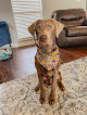 Pet boarding services Bayou K9 Kennels in Walker in Louisiana