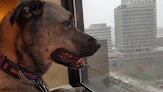 Pet boarding services Bayshore Pet Resort in Tampa in Florida