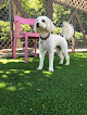 Pet boarding services Beacon Suites Pet Resort in Stokesdale in Guilford
