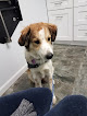 Pet boarding services Beall Animal Clinic in Leesville in Louisiana