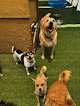 Pet boarding services Beast & Nugget’s Doggy Day Care in Rio Rancho in NM