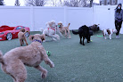 Pet boarding services Bed & Bark Boarding And Daycare in Hudson in Summit