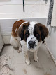 Pet boarding services Bed Bath & Biscuits in Plainfield in Indiana