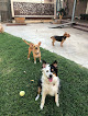 Pet boarding services Bed & Biscuit Kennels in Ripon in California