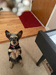 Pet boarding services Bed & Biscuit Pet Resort in Shreveport in Louisiana