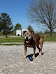 Pet boarding services Bed & Biscuits Pet Retreat in Harrodsburg in Kentucky