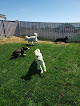 Pet boarding services Bed N Biscuit Ranch in Bismarck in North Dakota