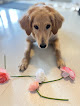 Pet boarding services Behave Dog Training & Pet Boarding in Overland Park in Kansas