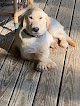 Pet boarding services Belle Shain Kennels & Farm in Fairhope in Alabama