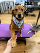 Pet boarding services Belly Rubs Dog Grooming, Inc. in Normal in IL