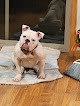 Pet boarding services Bemidji Veterinary Hospital in Bemidji in MN