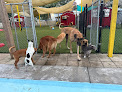 Pet boarding services Ben & Lucy’s 2 Paws Up Pet Sitting in Bourg in Louisiana