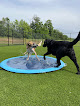 Pet boarding services Bentley's Pawsome Resort in Waynesville in OH