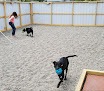 Pet boarding services Best Friends Pet Grooming, Boarding, & Daycare in Ossian in Indiana