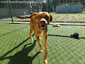 Pet boarding services Best Friends Pet Hotel in Lake Buena Vista in Florida