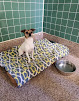 Pet boarding services Best Friends Pet Hotel in Carmichael in CA