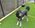 Pet boarding services Big Dog Boarding in Searcy in Arkansas