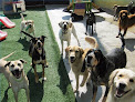 Pet boarding services Big Sky Pet Resort in Billings in MT