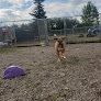 Pet boarding services Bijou's Pet Resort in Helena in MT