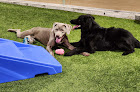 Pet boarding services Birmingham Animal Hospital + Resort in Birmingham in Alabama