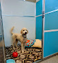 Pet boarding services Biscuits Doggie Daycare in Tacoma in WA