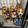 Pet boarding services Black River Kennels, Llc in Pocahontas in Arkansas