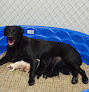 Pet boarding services Blackjack Kennels in Chanute in Kansas