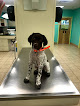 Pet boarding services Blackstone Animal Clinic Llc in Blackstone in Virginia