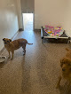Pet boarding services Blessed Paws Luxury Pet Resort in Spring in Texas