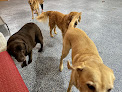 Pet boarding services Blue Barn Dog Daycare & Boarding in Staunton in Virginia