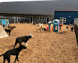 Pet boarding services Blue Dog Daycare in Brunswick in Maine