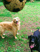 Pet boarding services Blue Ribbon Boarding Kennels Inc in Burnsville in MN