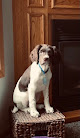 Pet boarding services Blue River Kennel in Garfield in MN