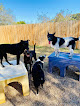 Pet boarding services Bluebonnet Pet Ranch in College Station in TX
