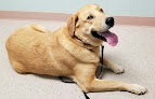 Pet boarding services Bluestem Animal Clinic in El Dorado in Kansas