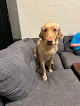 Pet boarding services Bobby