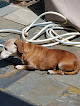 Pet boarding services Bocage Animal Hospital in Baton Rouge in Louisiana