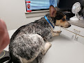 Pet boarding services Bogue Animal Hospital in Wichita in Kansas