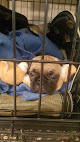 Pet boarding services Bow Wow Bed & Breakfast Boarding & Grooming in Columbia City in Indiana