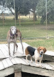 Pet boarding services Bowzer House Boarding in Duson in Louisiana
