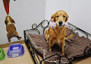 Pet boarding services Brandon Puppy Palace in Brandon in FL