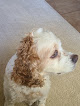 Pet boarding services Brentwood Pet Resort in Brentwood in CA