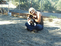 Pet boarding services Bridewell Hilltop Boarding Kennels & Cattery in Novato in California