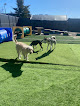 Pet boarding services Briggs Republic Dog Daycare And Boarding in Forsyth in Macon