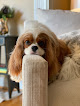 Pet boarding services Britt Animal Hospital in Birmingham in Alabama