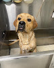 Pet boarding services Broadmore Pet Retreat in Shawnee in KS