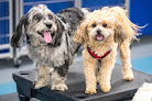 Pet boarding services Brook-falls Luxury Pet Resort & Doggy Daycare in Menomonee Falls in Wisconsin