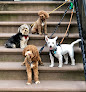 Pet boarding services Brooklyn Dog Walk in Brooklyn in Brooklyn